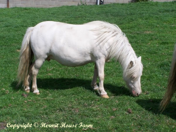 hermits creme de la creme